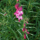 Shadow Mountain Penstemon